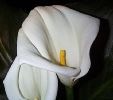 Flowers Calla Lilly